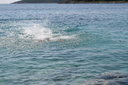 gal/cro 08/_thb_small-IMG_4946.JPG